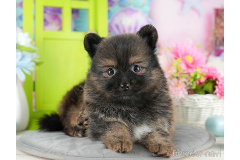 成約済の千葉県のポメラニアン-322250の5枚目