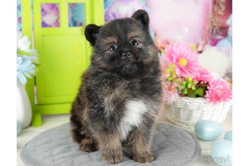 成約済の千葉県のポメラニアン-322250の2枚目