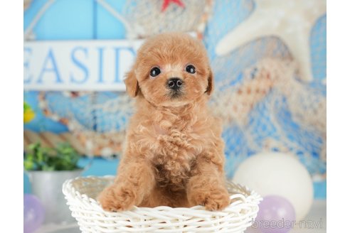 成約済の千葉県のトイプードル-322252