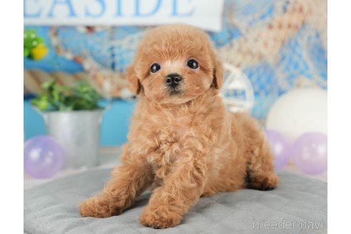 成約済の千葉県のトイプードル-322252の3枚目