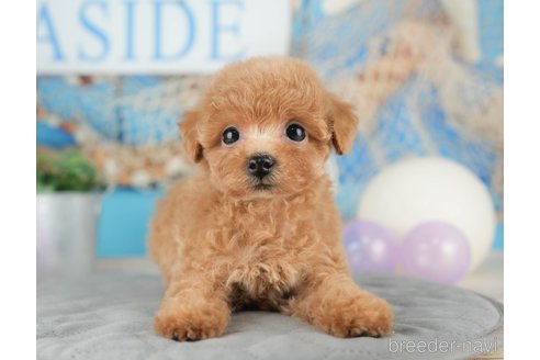 成約済の千葉県のトイプードル-322252の4枚目