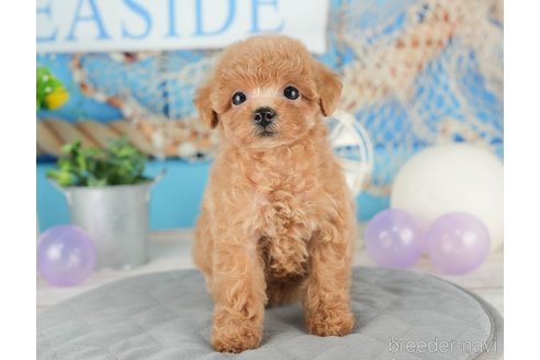 成約済の千葉県のトイプードル-322252の5枚目