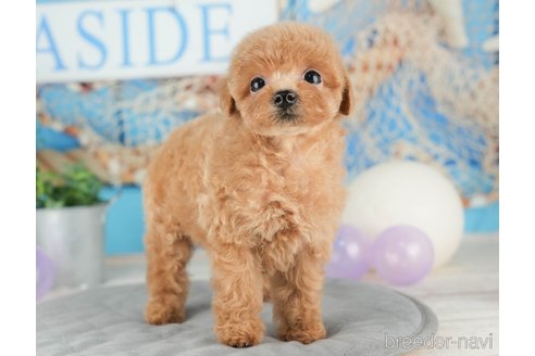 成約済の千葉県のトイプードル-322252の6枚目