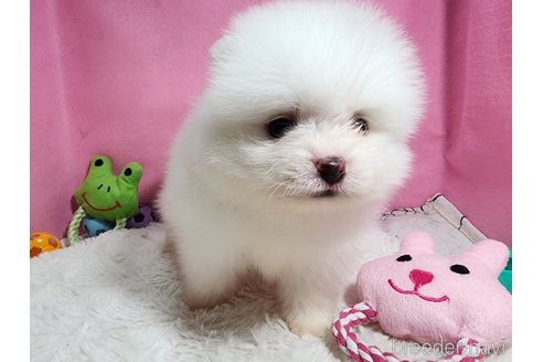成約済の静岡県のポメラニアン-320843の5枚目