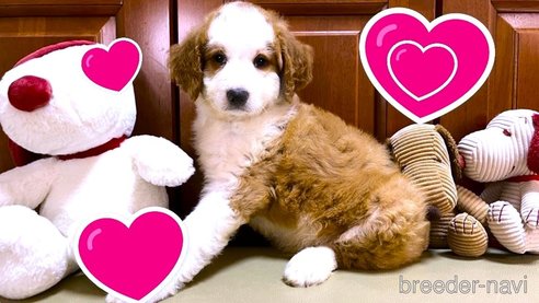 成約済の茨城県のミックス犬-322291の1枚目