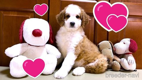 成約済の茨城県のミックス犬-322291の2枚目