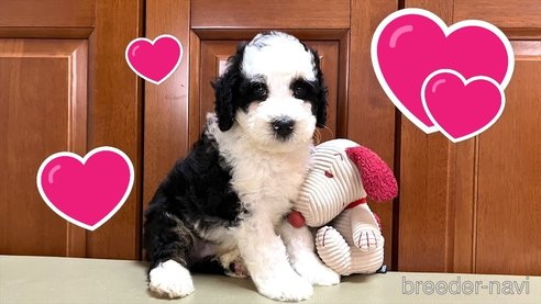 成約済の茨城県のミックス犬-322311の1枚目