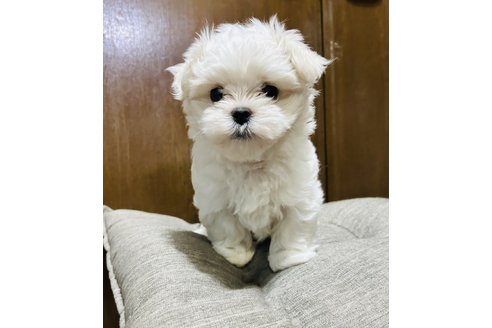 成約済の神奈川県のマルチーズ-322318の1枚目
