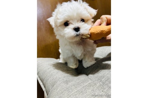 成約済の神奈川県のマルチーズ-322318の2枚目