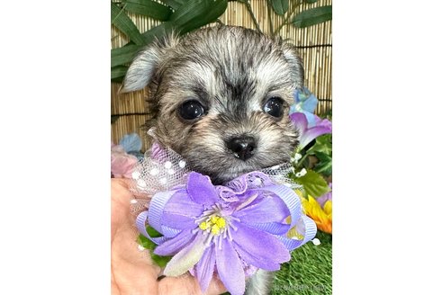 成約済の愛知県のチワマル:チワワ×マルチーズ-316852の1枚目