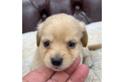 成約済の香川県のチワックス:チワワ×ミニチュアダックスフンド-319851の1枚目