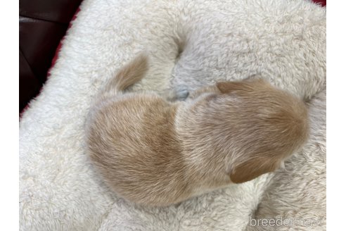 成約済の香川県のチワックス:チワワ×ミニチュアダックスフンド-319851の2枚目