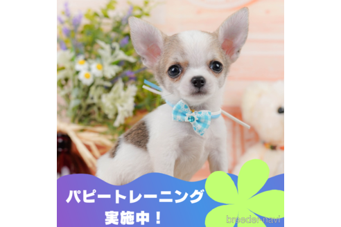 成約済の静岡県のチワワ(スムースコート)-322341の1枚目