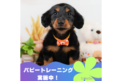 成約済の静岡県のミニチュアダックスフンド(ロングヘアード)-322346の1枚目
