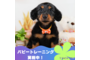 オンライン見学