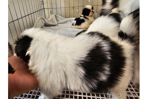 成約済の愛知県の狆 (チン)-322364の8枚目