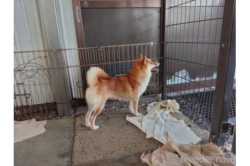 メメちゃん1枚目