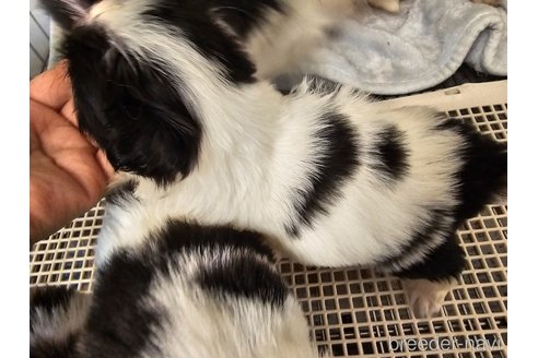 成約済の愛知県の狆 (チン)-322365の2枚目