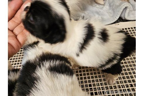 成約済の愛知県の狆 (チン)-322365の3枚目