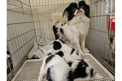 成約済の愛知県の狆 (チン)-322366の3枚目