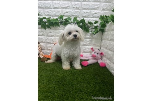 小チーズちゃん1枚目