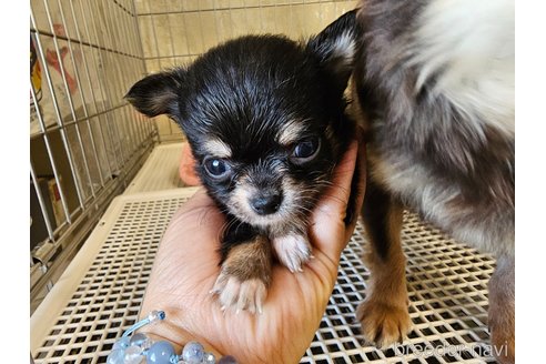 成約済の愛知県のチワワ(ロングコート)-322368の6枚目