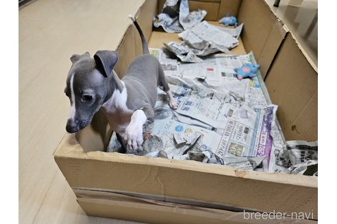 成約済の愛知県のイタリアングレーハウンド(イタグレ)-322385の3枚目