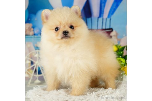 成約済の千葉県のポメラニアン-322388の2枚目