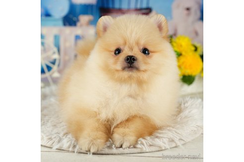 成約済の千葉県のポメラニアン-322388の1枚目