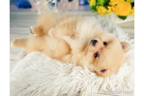 成約済の千葉県のポメラニアン-322388の3枚目