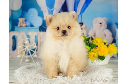 成約済の千葉県のポメラニアン-322388の5枚目