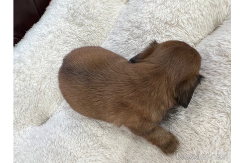 成約済の香川県のチワックス:チワワ×ミニチュアダックスフンド-319852の2枚目