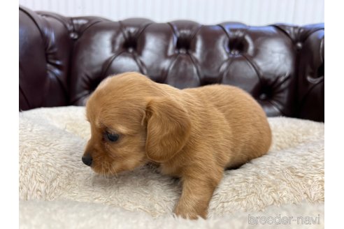 成約済の香川県のチワックス:チワワ×ミニチュアダックスフンド-319854の5枚目