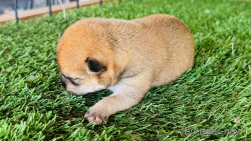 成約済の茨城県の豆柴-322408の6枚目