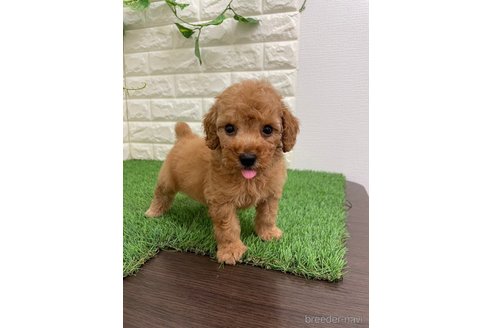 成約済の岡山県のタイニープードル-321720の8枚目