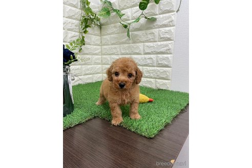 成約済の岡山県のタイニープードル-321720の10枚目