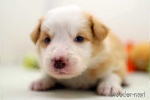成約済の埼玉県のボーダーコリー-322428の4枚目