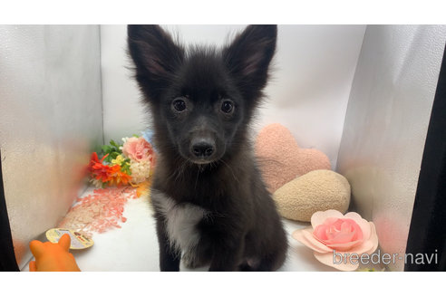 成約済の東京都のミックス犬-299324の5枚目
