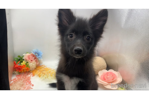 成約済の東京都のミックス犬-299324の6枚目