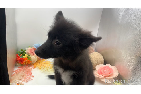 成約済の東京都のミックス犬-299324の7枚目