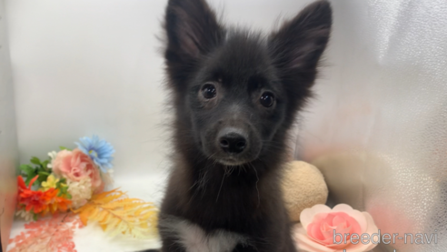 成約済の東京都のミックス犬-303999の12枚目