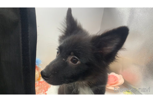 成約済の東京都のミックス犬-303996の2枚目