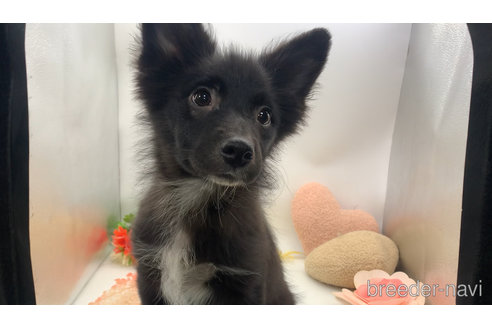 成約済の東京都のミックス犬-303996の3枚目