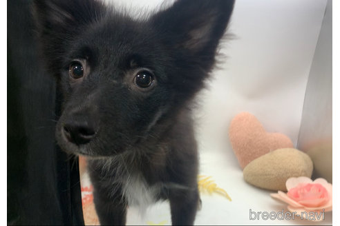 成約済の東京都のミックス犬-303996の4枚目