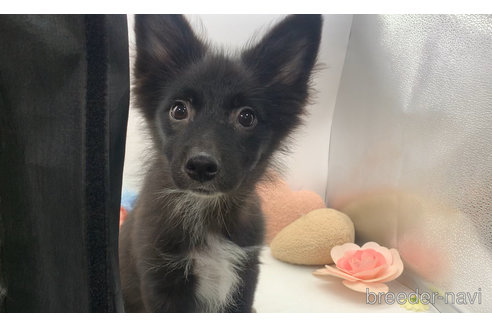 成約済の東京都のミックス犬-303996の5枚目