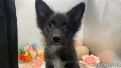 成約済の東京都のミックス犬-303996の1枚目