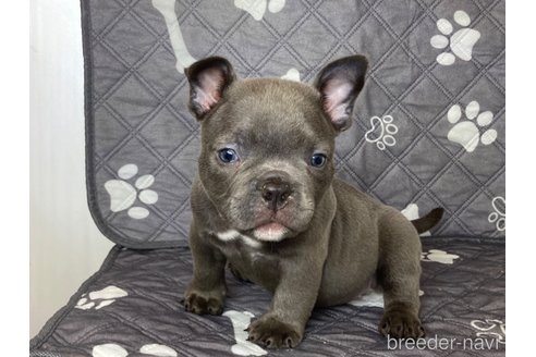 成約済の茨城県のエキゾチックブリー-320094の4枚目
