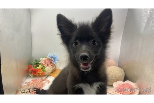 成約済の東京都のミックス犬-303999の11枚目