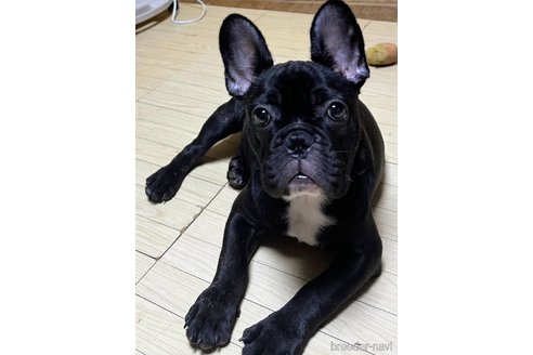 成約済の愛媛県のフレンチブルドッグ-302001の3枚目