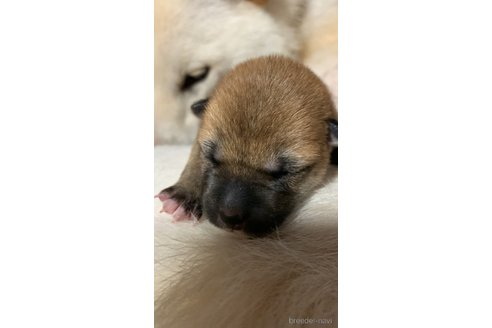 成約済の熊本県の柴犬-321675の12枚目
